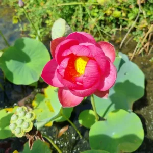 nelumbo-longevity
