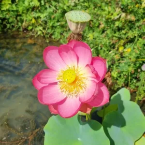 nelumbo-longevity