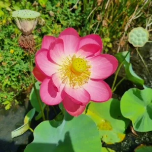 nelumbo-longevity