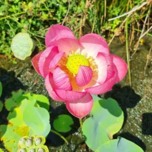nelumbo-longevity