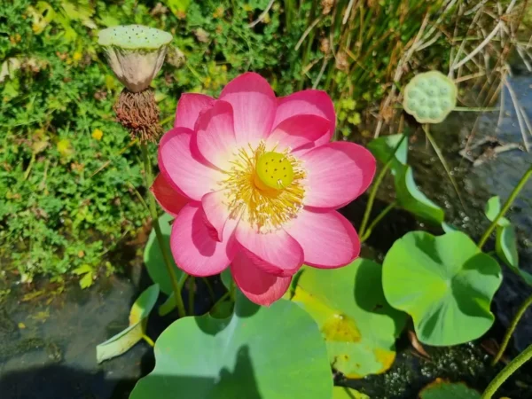 nelumbo-longevity