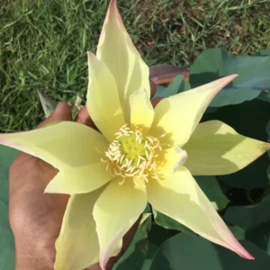 Loto Nelumbo 'Lovebird'