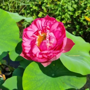 nelumbo-master-piece-2