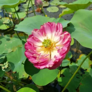 nelumbo-master-piece-3