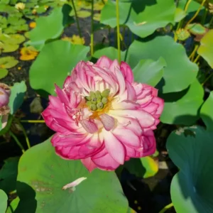 Loto Nelumbo 'Master Piece'