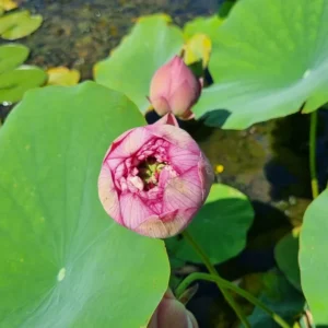 nelumbo-master-piece-4