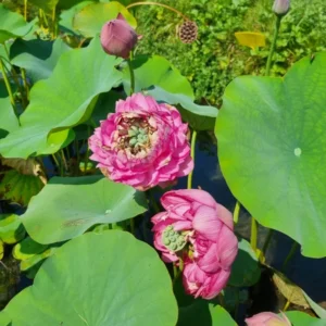 nelumbo-master-piece-6