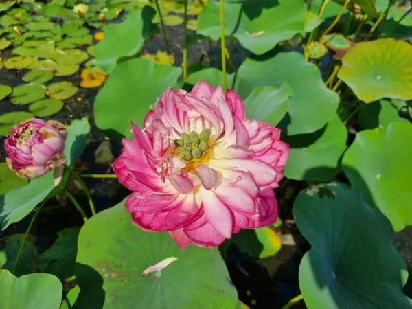 nelumbo-master-piece