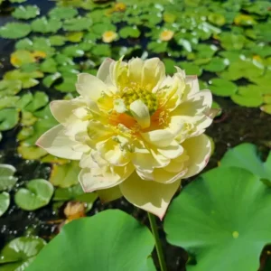 loto nelumbo new orange loquat