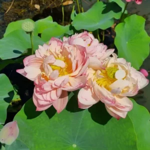 Loto Nelumbo 'Peachy Girl'