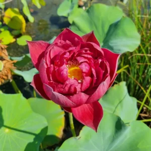 Loto Nelumbo 'Rattana'