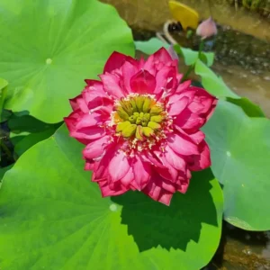nelumbo-red-pegasus-3