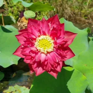 Loto Nelumbo 'Red Pegasus'