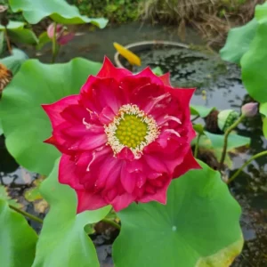 nelumbo-red-pegasus-4