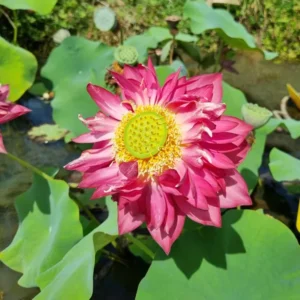 nelumbo-red-pegasus-6
