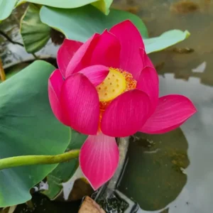 nelumbo-red-penguin-2