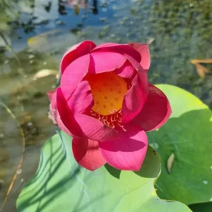 nelumbo-red-penguin-3