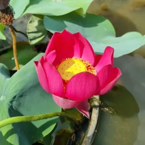 Loto Nelumbo 'Red Penguin'