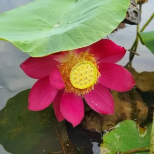 nelumbo-red-penguin-4
