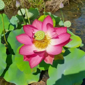 Loto Nelumbo 'Red Shangai'
