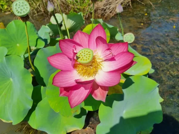 nelumbo-red-shanghai-2