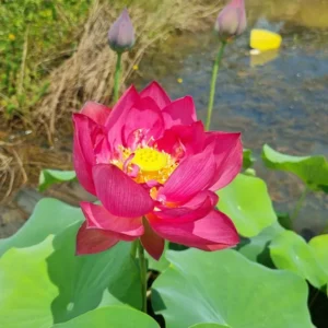 nelumbo-red-shanghai-3