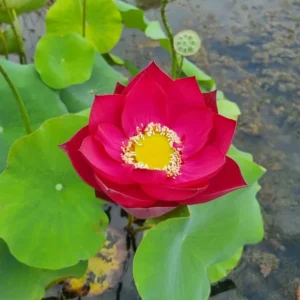 nelumbo-red-shanghai