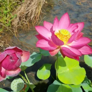 nelumbo-red-shanghai-4