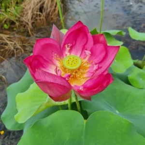 nelumbo-red-shanghai-5