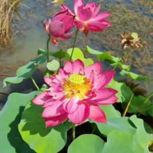 nelumbo-red-shanghai-6