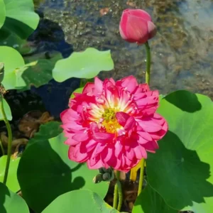 nelumbo-red-watermelon-3