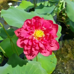 Loto Nelumbo  'Red Watermelon'