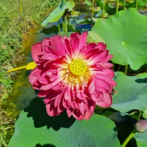 nelumbo-red-watermelon-5