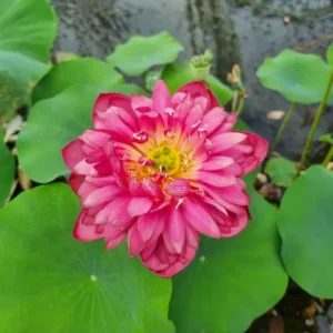 nelumbo-red-watermelon-6