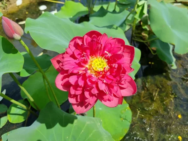 nelumbo-red-watermelon