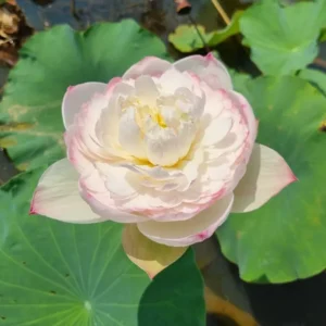 Loto Nelumbo 'Super' Lotus