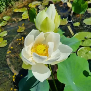 nelumbo-wedding-dress-3