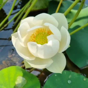 Loto Nelumbo 'Wedding Dress'