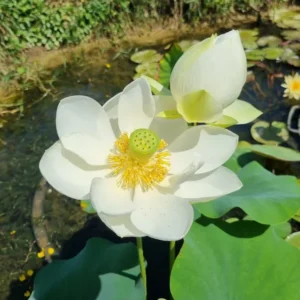nelumbo-wedding-dress-4