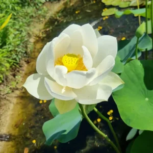 nelumbo-wedding-dress-5