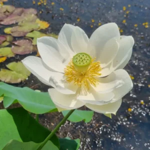 nelumbo-wedding-dress-6