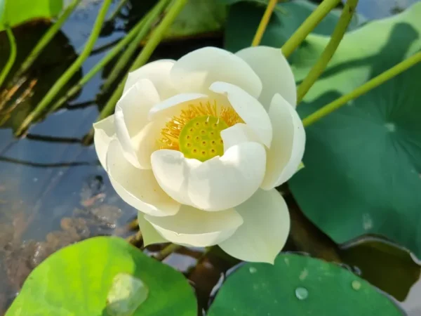 nelumbo-wedding-dress