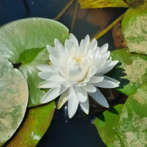 nymphaea-bangkok-snow-2