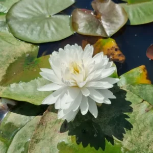 nymphaea-bangkok-snow-3