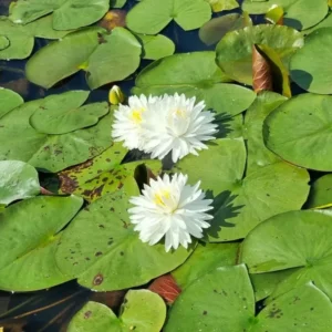 nymphaea-bangkok-snow-4