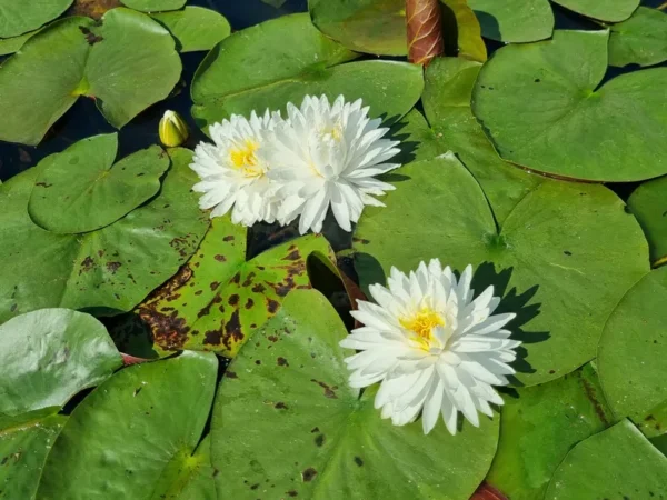 nymphaea-bangkok-snow
