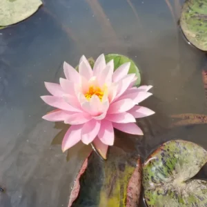nymphaea-myra-2