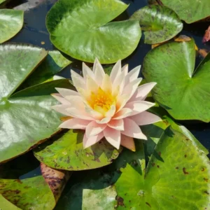 nymphaea-myra-3