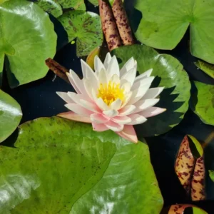 nymphaea-myra-4