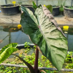 colocasia-hilo-bay-2